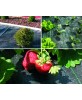 Toile de paillage noire 100 g/m² agrotextile